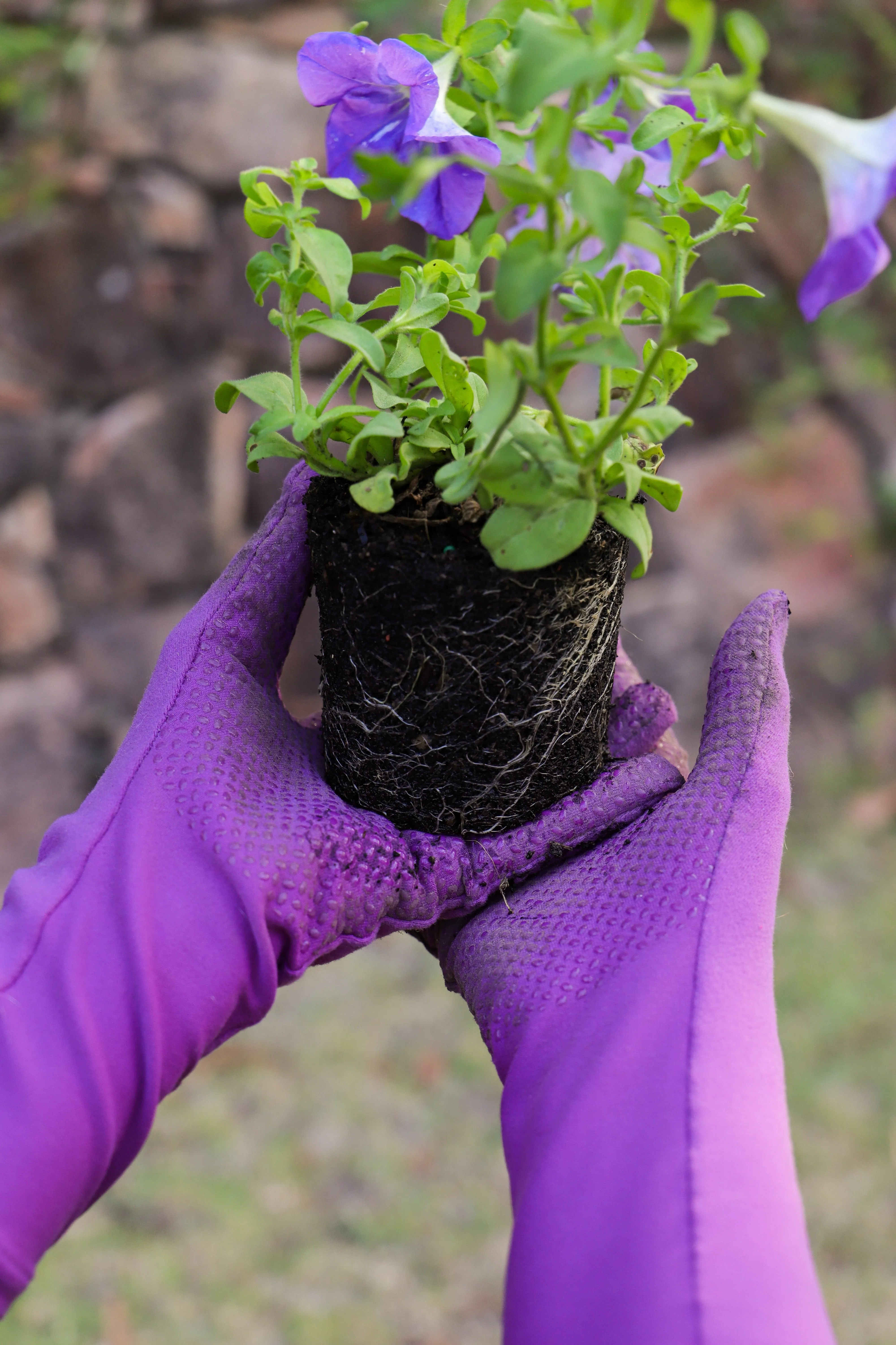 Foxgloves Elle Grip